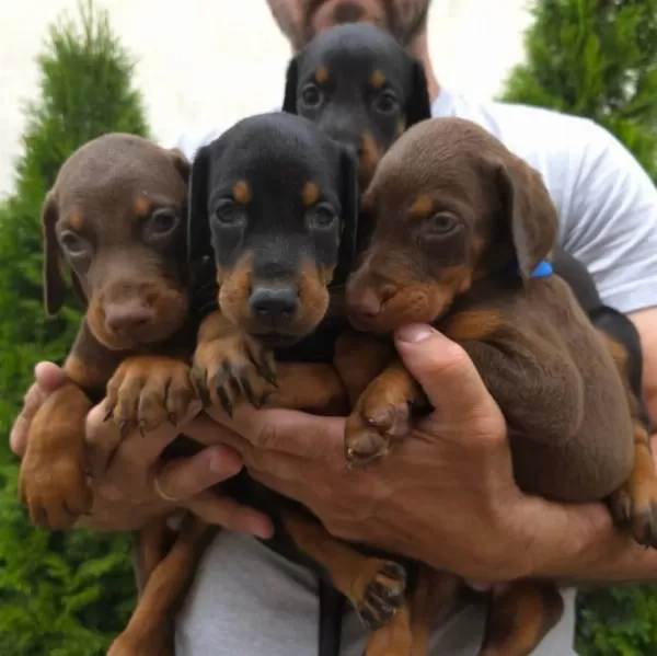 İyisi Değil En İyisi Doberman Kapıda Ödeme Mevcuttur