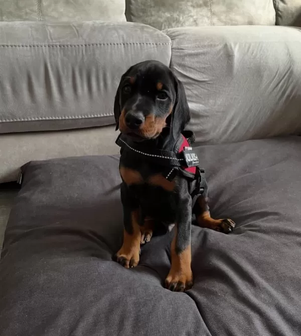 İyisi Değil En İyisi Doberman Kapıda Ödeme Mevcuttur