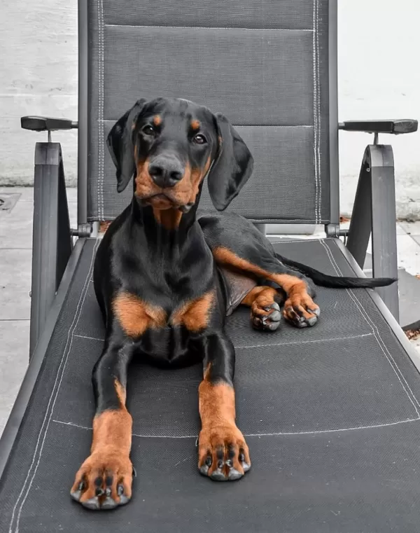 İyisi Değil En İyisi Doberman Kapıda Ödeme Mevcuttur