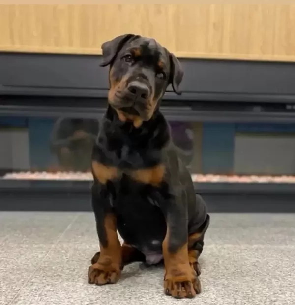İyisi Değil En İyisi Doberman Kapıda Ödeme Mevcuttur