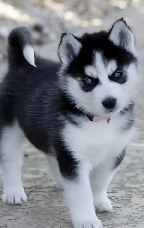 Sibirya Kurdu Köpeği