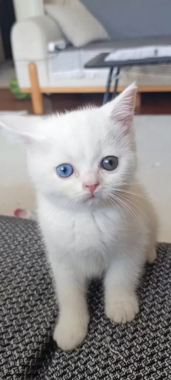 Dişi British Shorthair