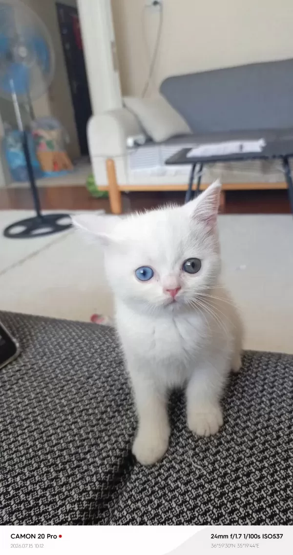 Dişi British Shorthair