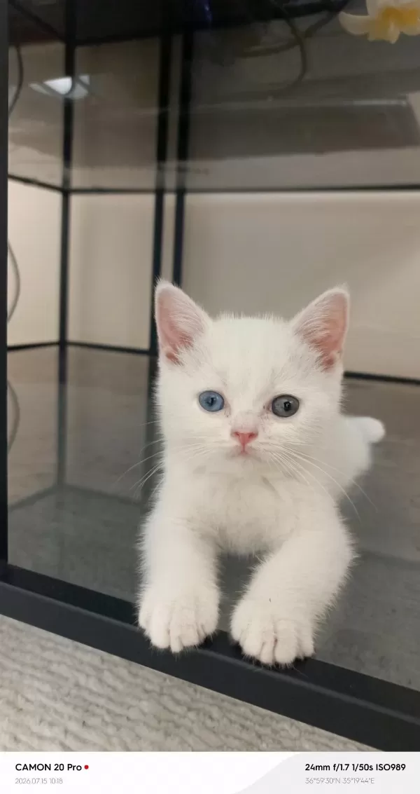 Dişi British Shorthair