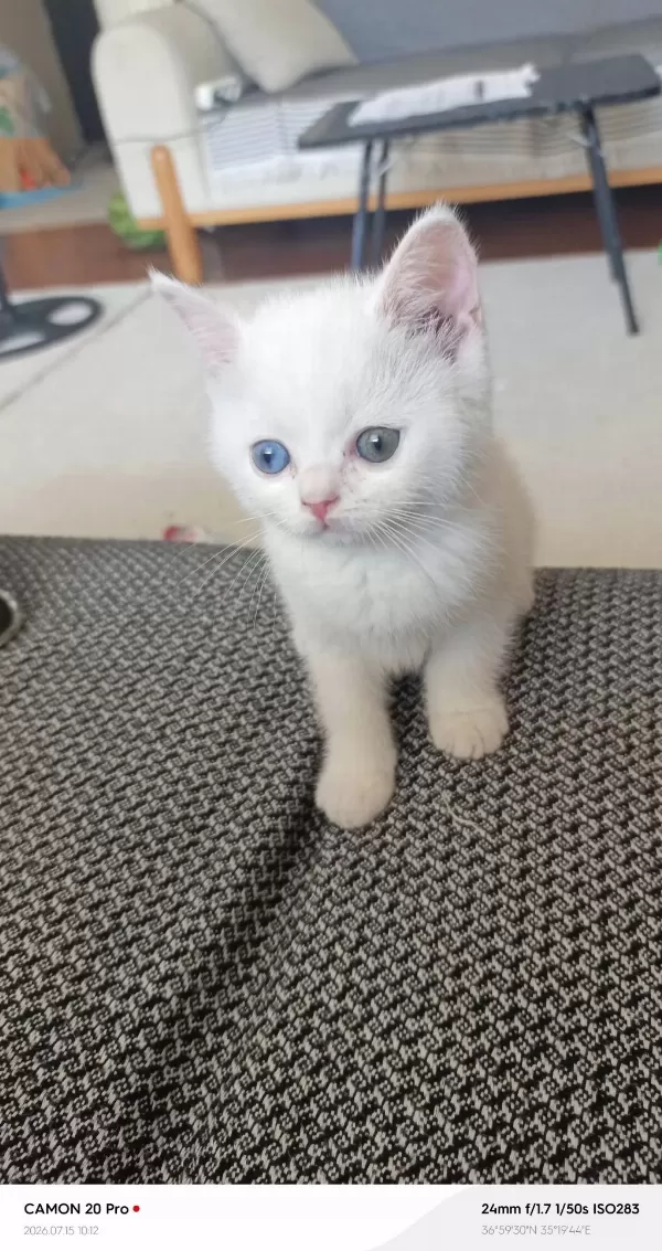 Dişi British Shorthair