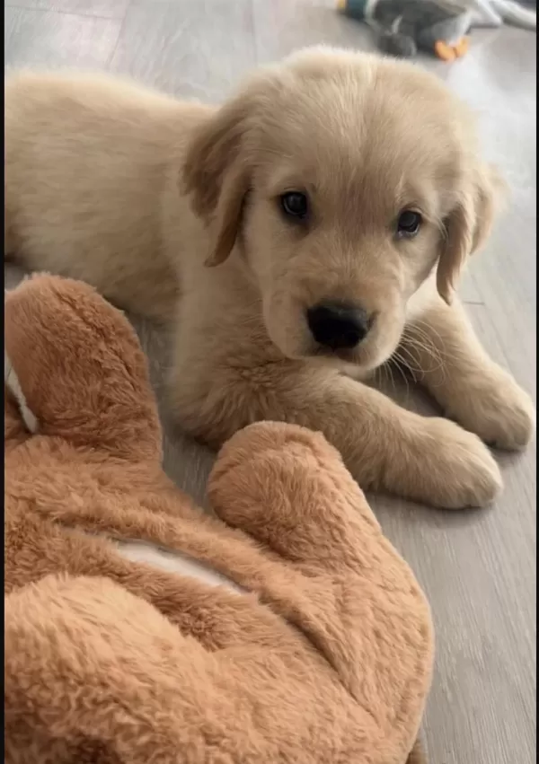 Golden Retriever Köpeğimiz
