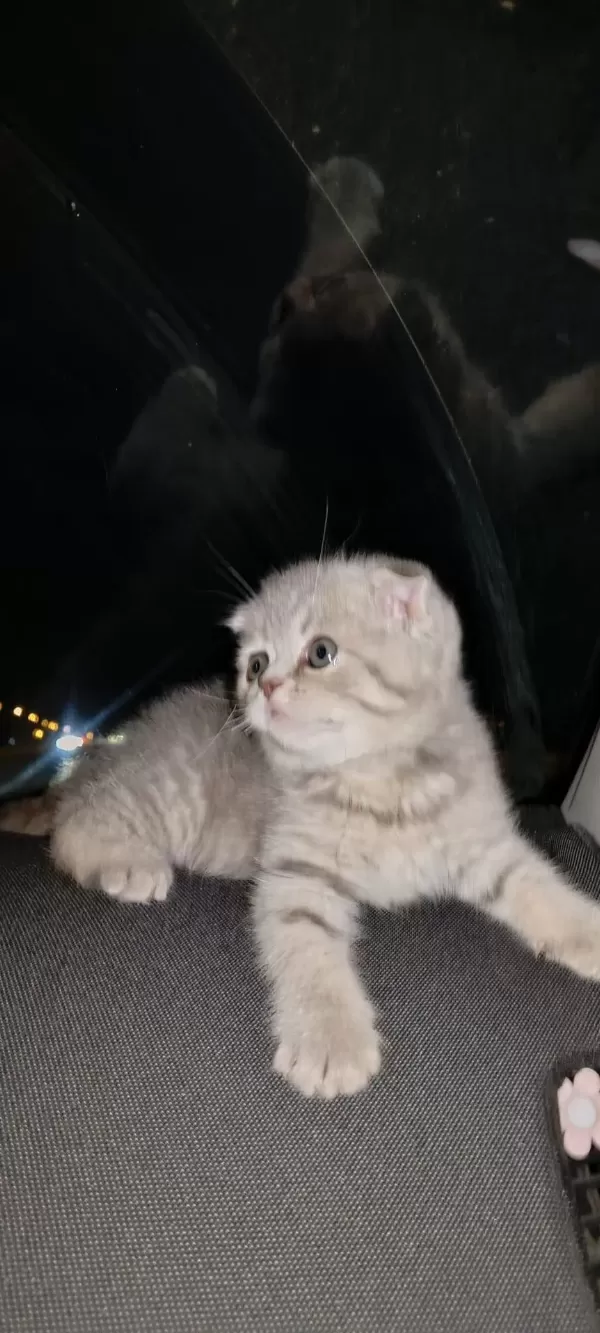 Yeni Yuvalarına Gitmeye Hazır Kediler