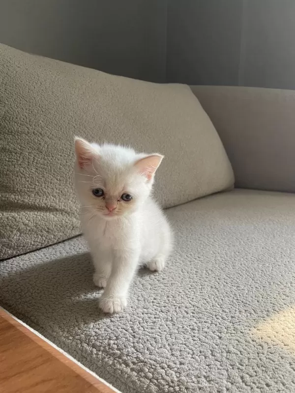 Erkek Yavrular British Shorthair