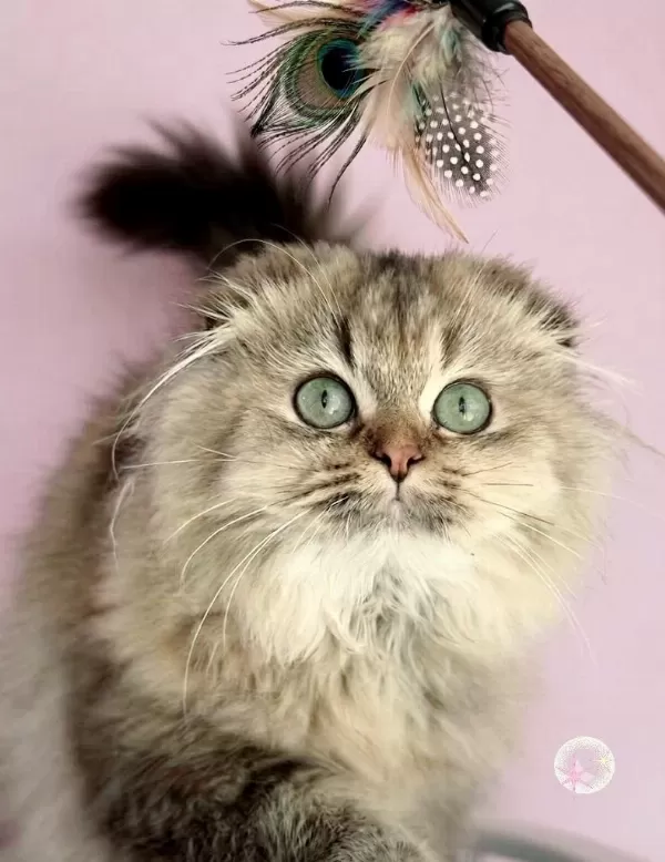 Highland Scottish Fold