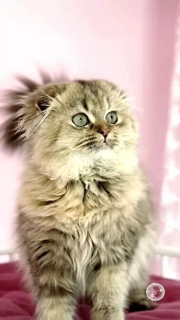 Highland Scottish Fold
