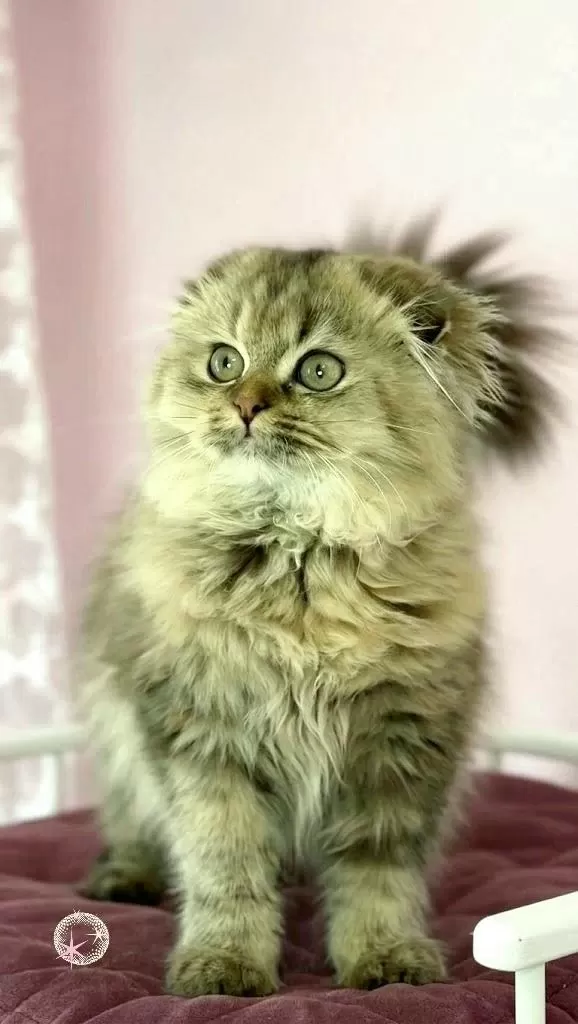 Highland Scottish Fold