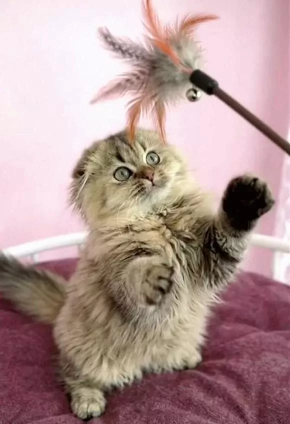 Highland Scottish Fold