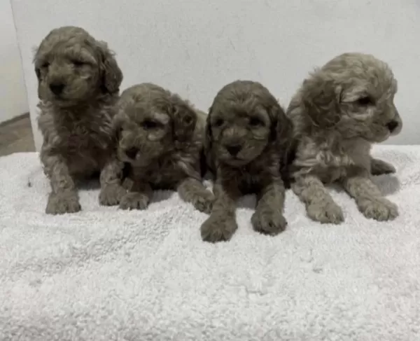 Harika Toy Poodle Yavrular