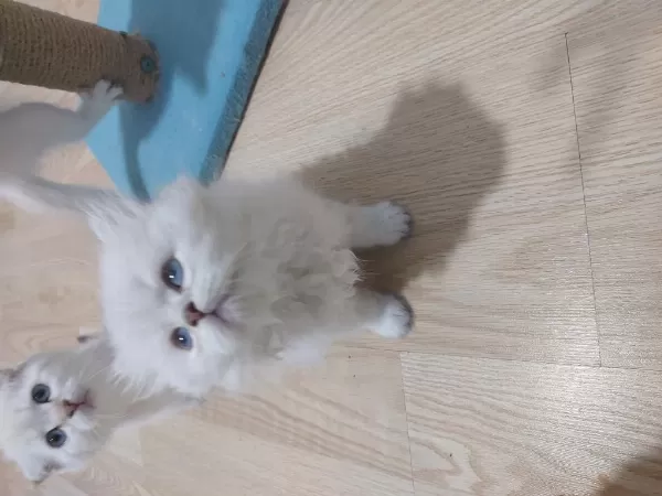 British Longhair Paşam Hazir