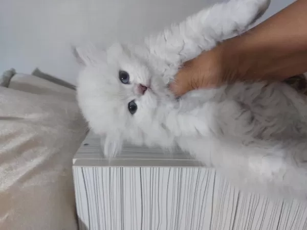 British Longhair Paşam Hazir
