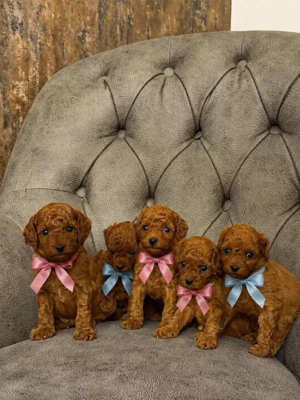 Baba Koreden Geldi Anne Şecere Belgeli Safkan Köpekler