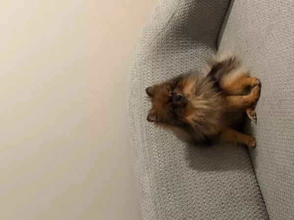 Pomeranian Köpeğimiz Leo