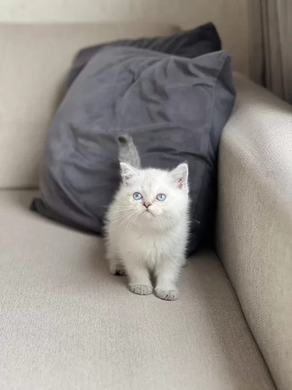 İrk Garantili British Shorthair Yavrum