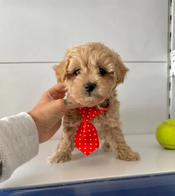 Mini Maltipoo Bakımı Kolay Bebekler