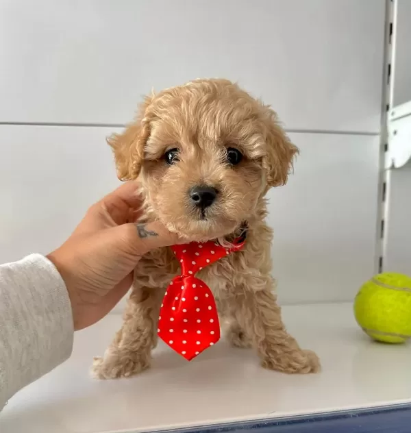 Mini Maltipoo Bakımı Kolay Bebekler