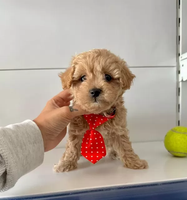 Mini Maltipoo Bakımı Kolay Bebekler