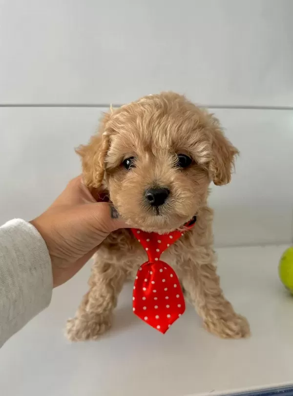 Mini Maltipoo Bakımı Kolay Bebekler