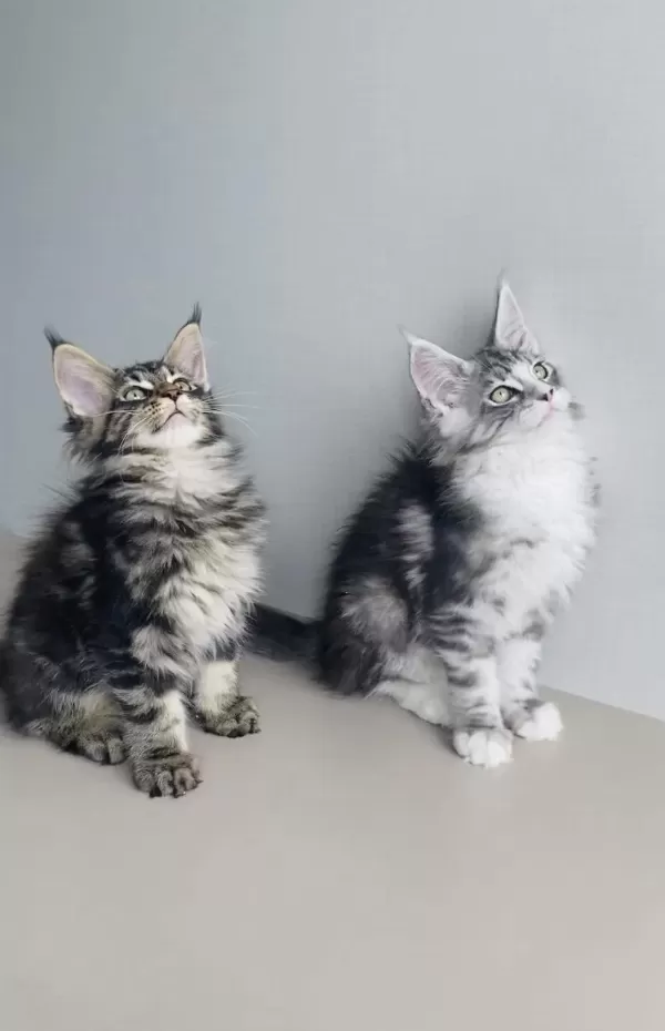 Xxl Maine Coon Bebeklet