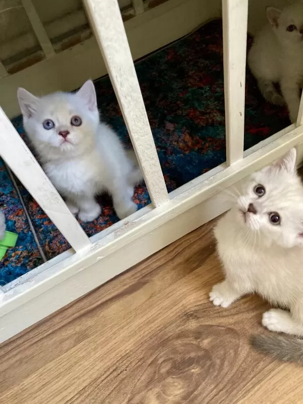 Pendik Evden Dünya Güzelleri Kediler