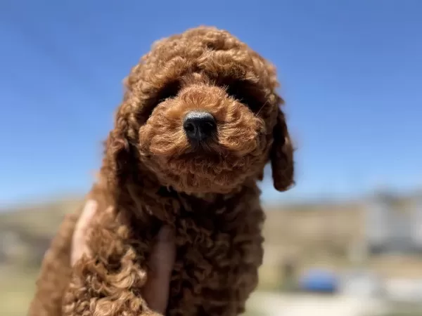 Yasal Ruhsatlı Çiftlikde Ziyarete Açık Toy Poodle