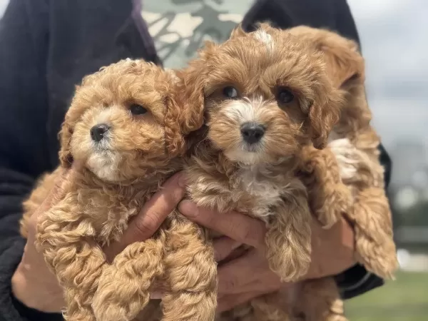 Kore Maltipoo Yavrularımızı Görüp Ala Bilirsiniz