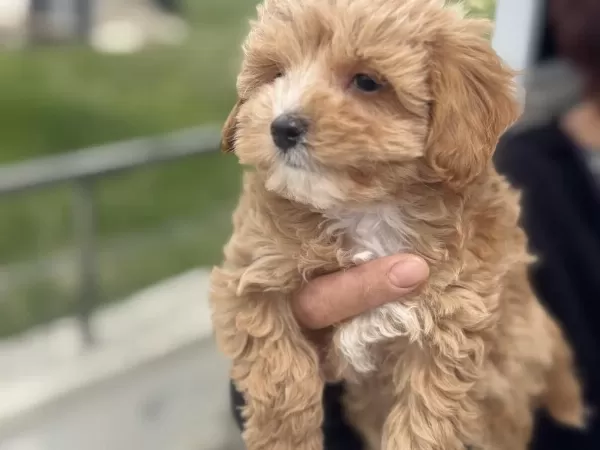 Kore Maltipoo Yavrularımızı Görüp Ala Bilirsiniz