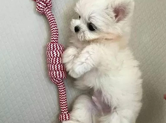 Teacup Maltese Bebeklerimiz