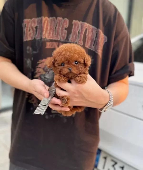 Orjinal Teacüp Toy Poodle