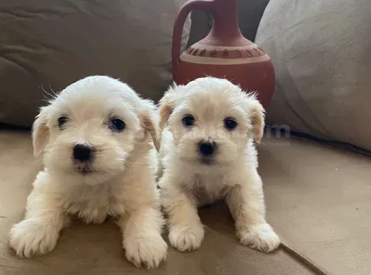 Ev doğumu maltese bebeklerimiz