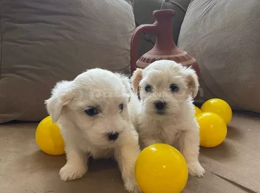 Ev doğumu maltese bebeklerimiz