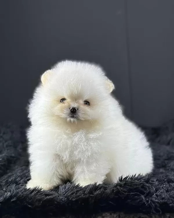 Teddy Bear Pomeranian Yavrulari