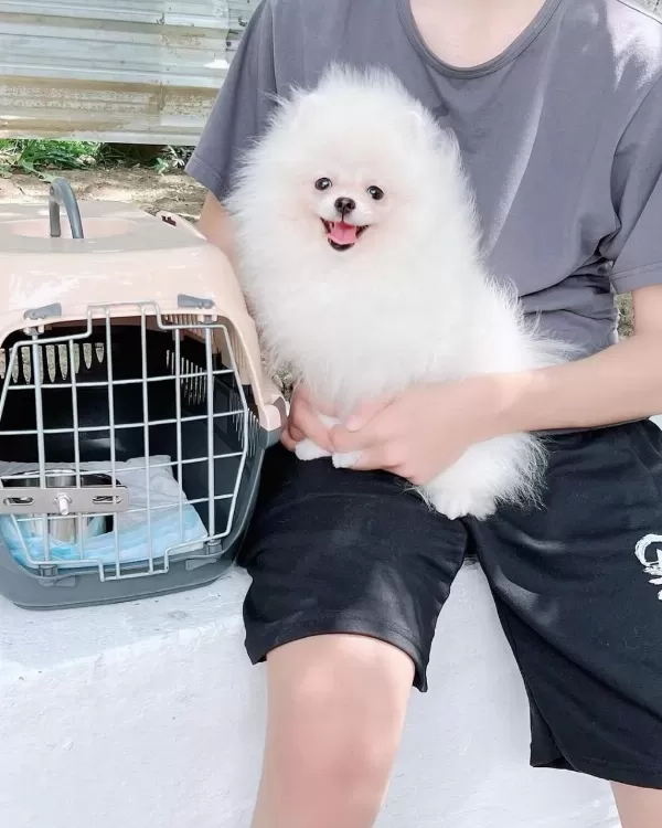 Teddy Bear Pomeranian Yavrulari