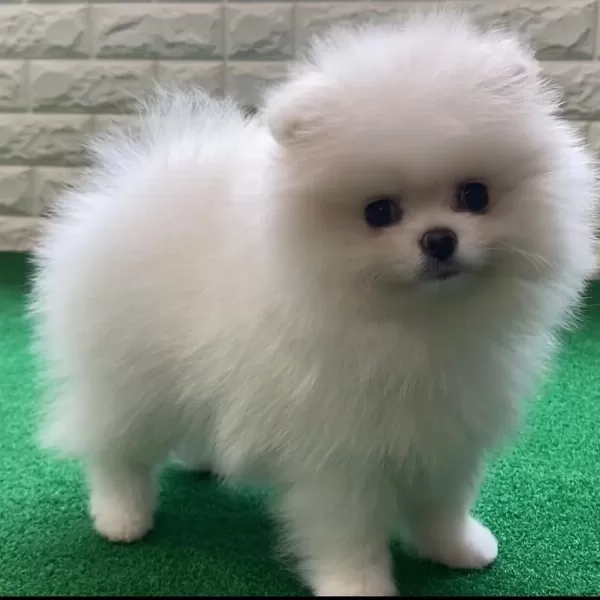 Teddy Bear Pomeranian Yavrulari