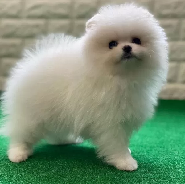 Teddy Bear Pomeranian Yavrulari