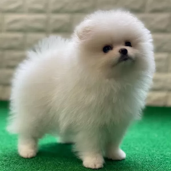 Teddy Bear Pomeranian Yavrulari