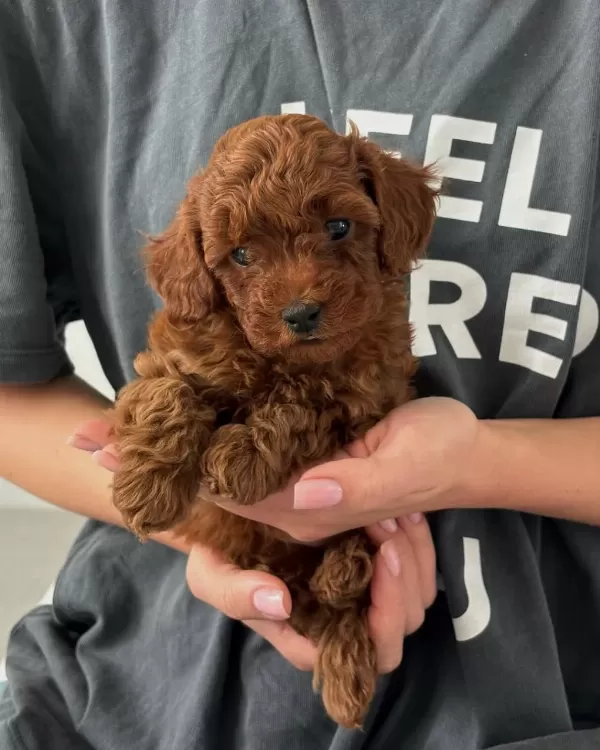 Dünya Tatlisi Toy Poodle Yavrulari