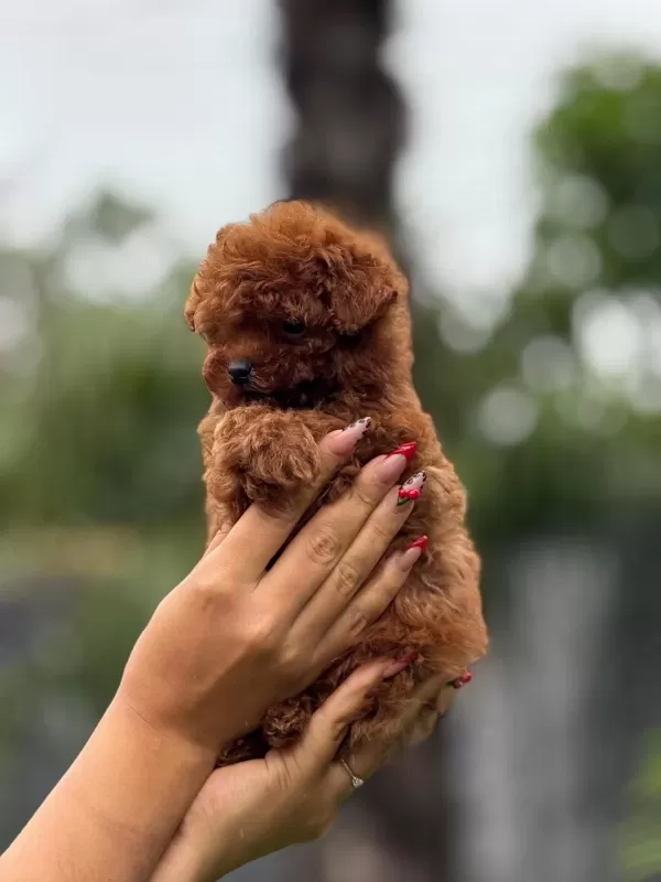 Teacup Kore Poodle Bebekler