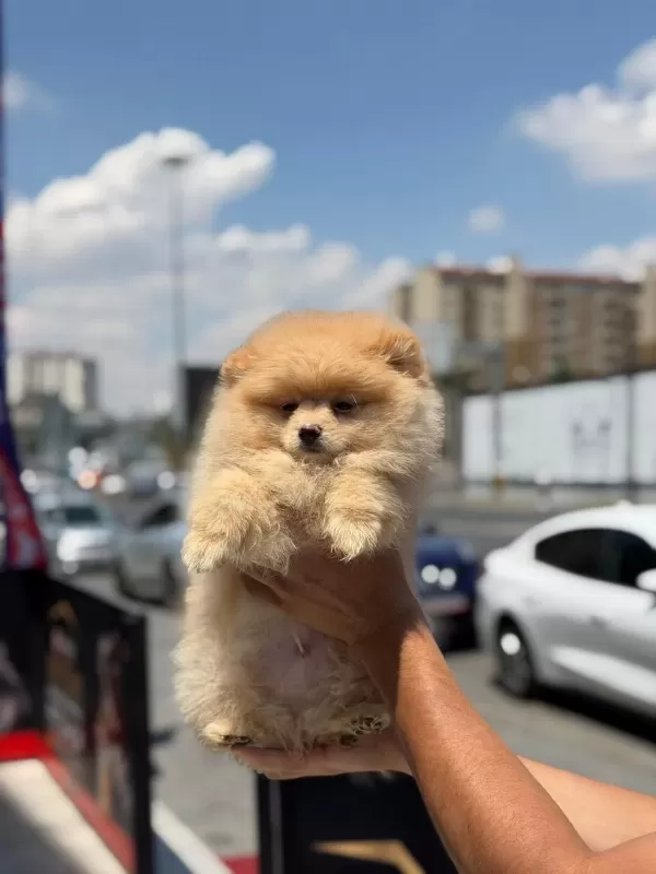 Ayı Surat Pomeranian Yavrular Korekan