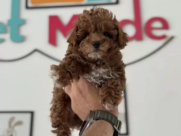 Petmode Köpek Çiftliğinden Kore Maltipoo