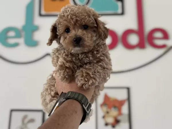 Petmode Köpek Çiftliğinden Kore Maltipoo