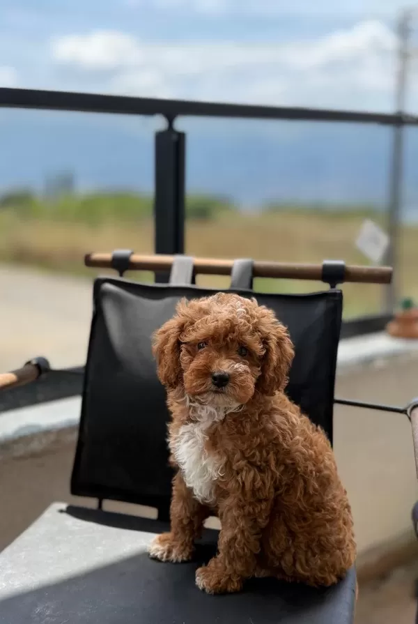 Toypoodle Dişi / Erkek
