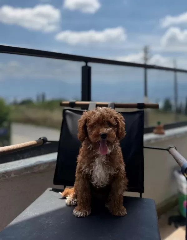 Toypoodle Dişi / Erkek