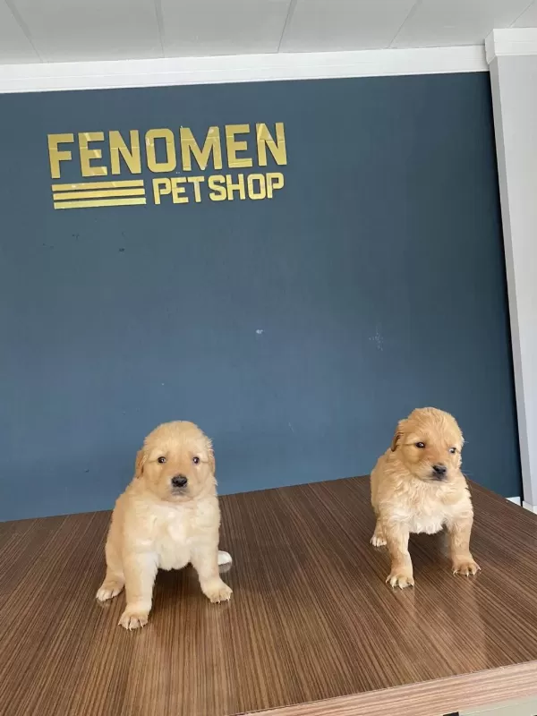 Gerçek Golden Retriewer Yavrulari Ankara Mağaza