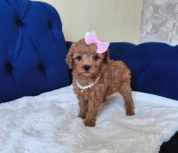 Red Toy Poodle Kızımız