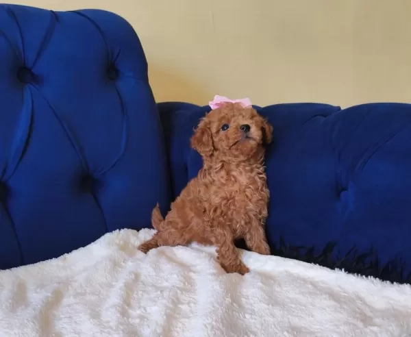 Red Toy Poodle Kızımız